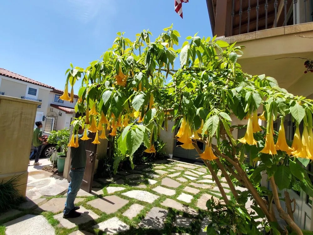 Top-rated landscape installation experts serving Orange, CA - CHLOROPLAST LANDSCAPE