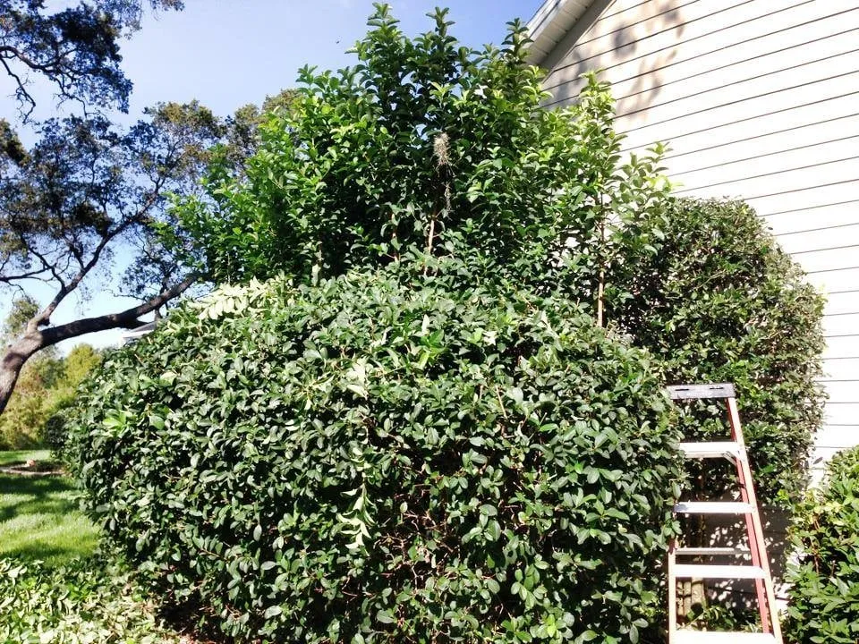 Local landscape installation in Ocala, FL by Choice Maintenance