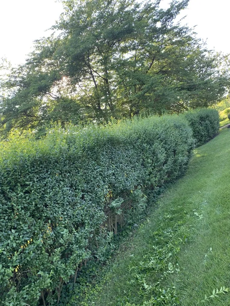 Affordable yard cleanup service in West Chester, PA by Cholula Landscaping