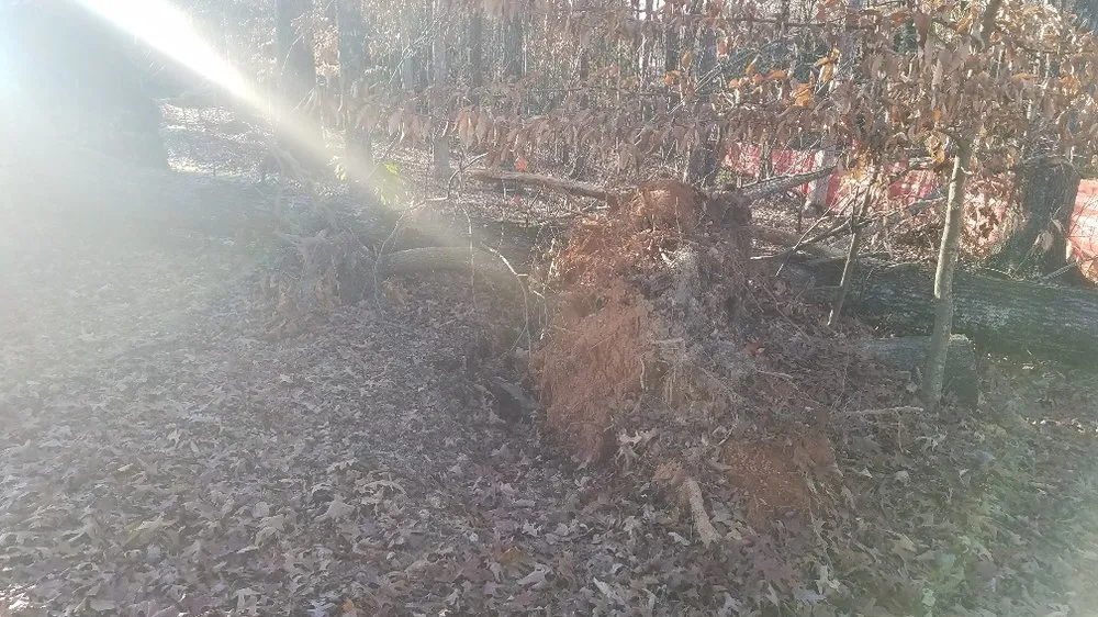 Reliable yard cleanup service for year-round maintenance in Cumming, GA by Chompers Stump Removal