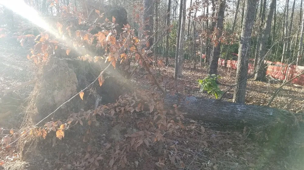 Custom outdoor landscaping in Cumming, GA - Chompers Stump Removal