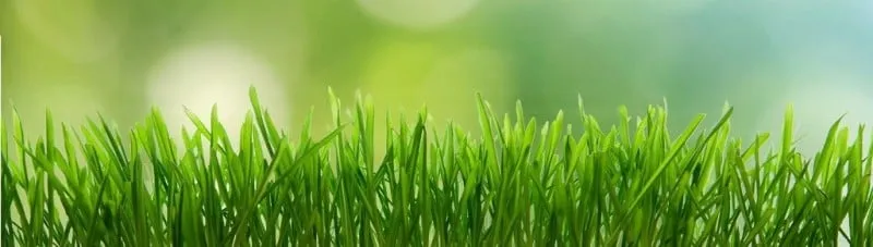 Trusted lawn mowing service in Orlando, FL by Choose Save and Lawn Care