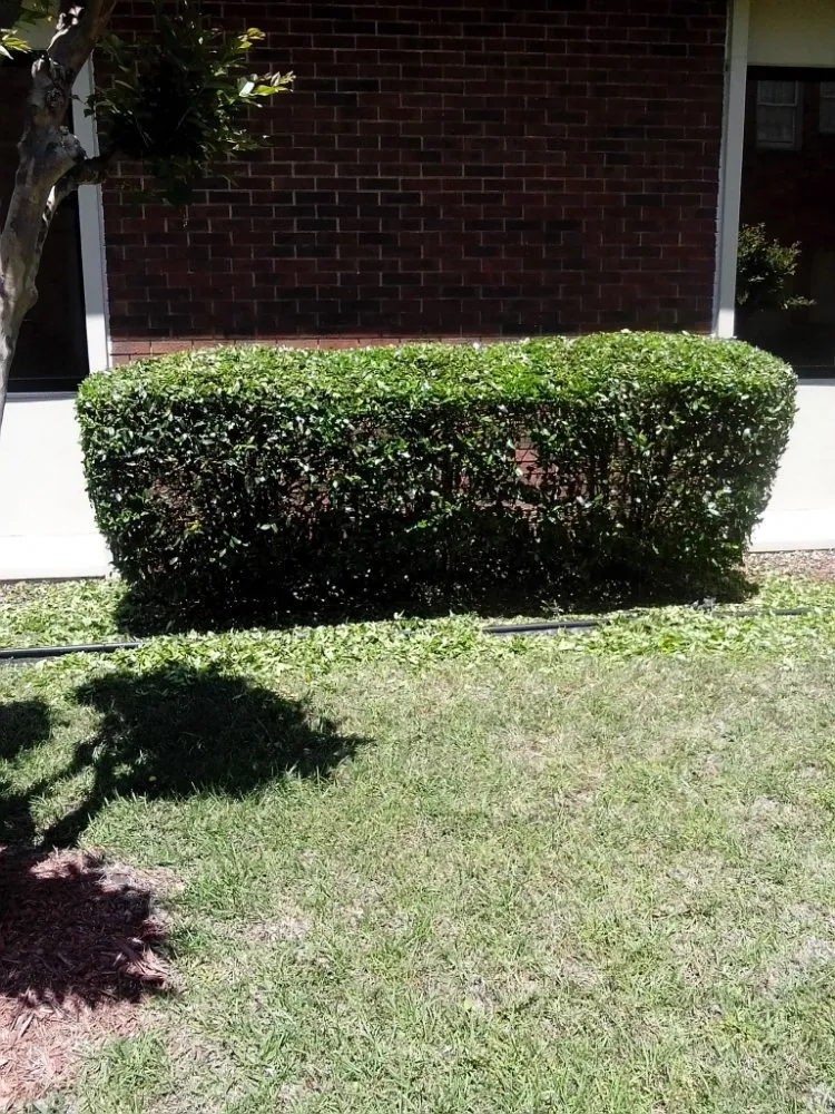 Expert landscape design near you in Macon, GA by Chop it down landscaping