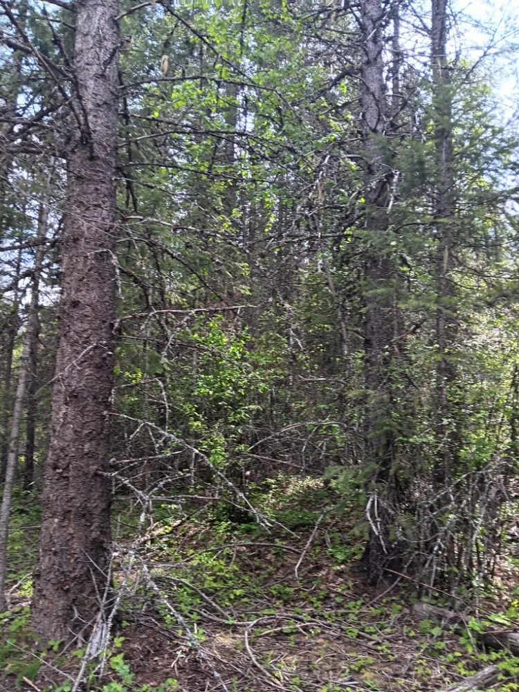 Top-rated lawn care service in Coeur D'alene, ID by Chopping Block