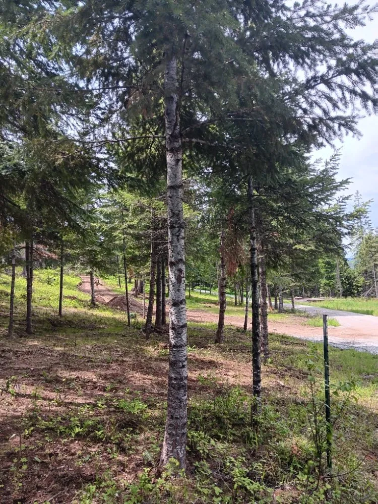 Trusted landscaping services for outdoor upgrades in Coeur D'alene, ID by Chopping Block