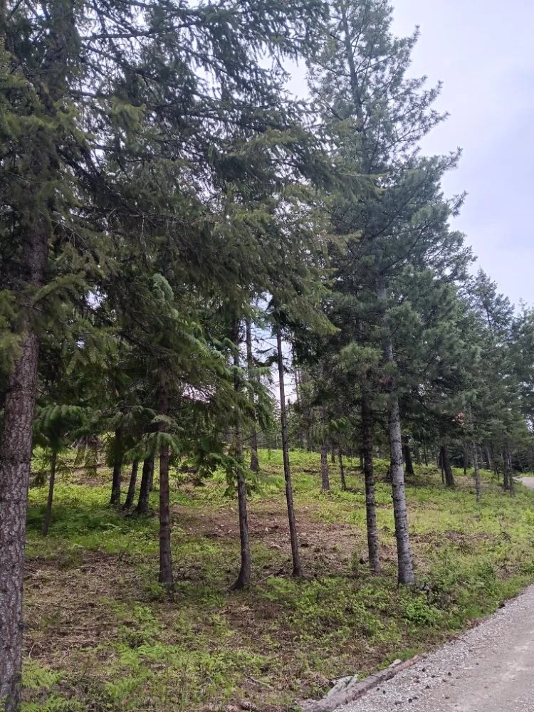 Trusted yard cleanup service in Coeur D'alene, ID by Chopping Block