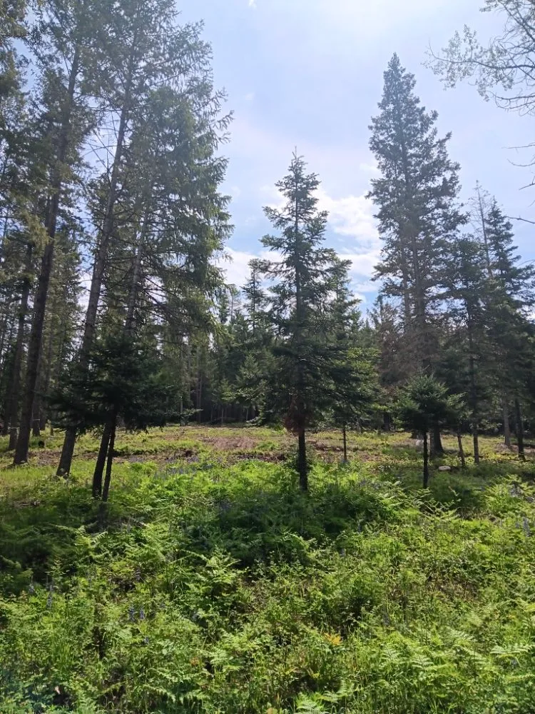 Affordable lawn care service experts serving Coeur D'alene, ID - Chopping Block