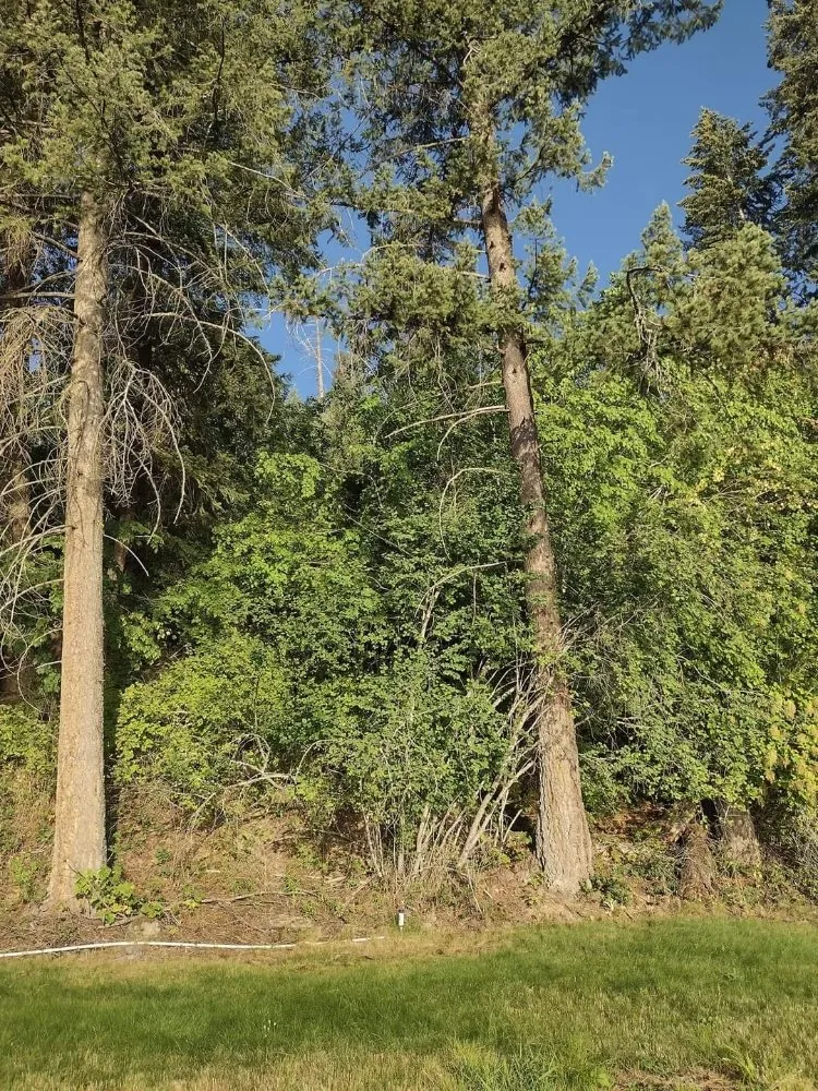 Expert landscaping services for year-round maintenance across Coeur D'alene, ID - Chopping Block