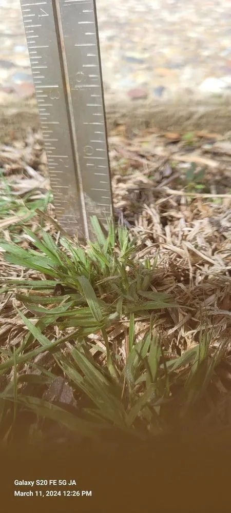 Professional landscaping services experts serving Frisco, TX - Chorbie