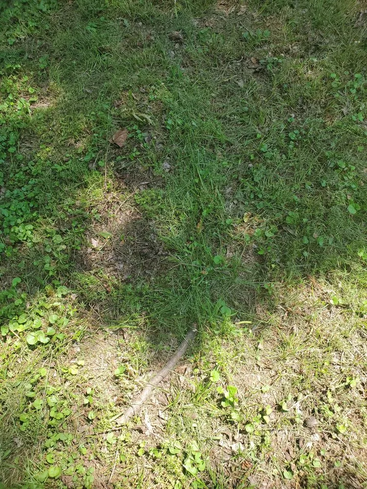 Local landscape installation experts serving Frisco, TX - Chorbie