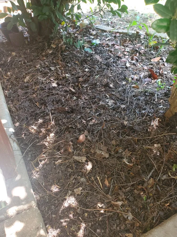 Reliable landscaping services for homes in Frisco, TX by Chorbie