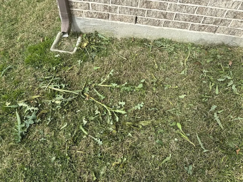 Custom lawn care service for beautiful yards across Frisco, TX - Chorbie