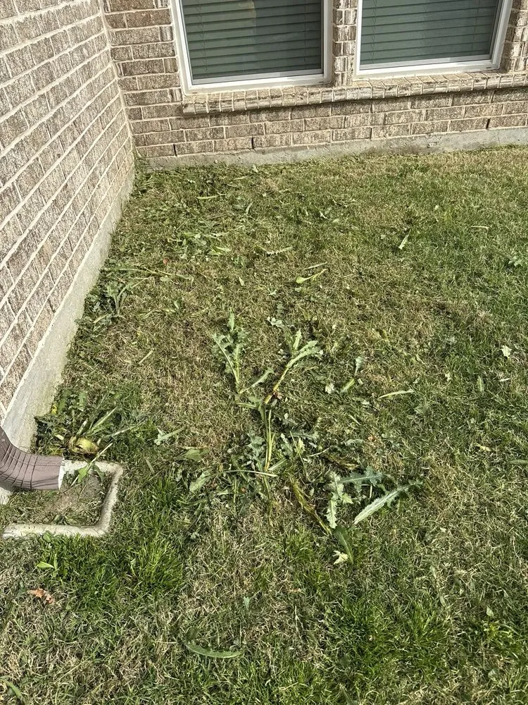 Affordable garden landscaping for outdoor upgrades across Frisco, TX - Chorbie