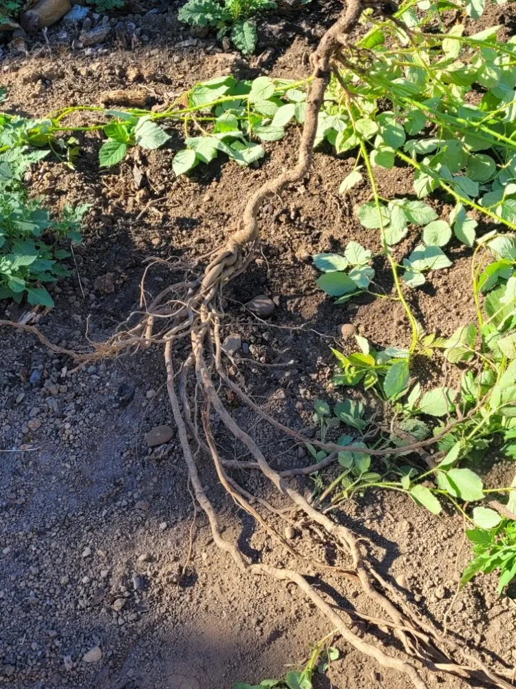 Affordable landscape design in Vancouver, WA - Chores