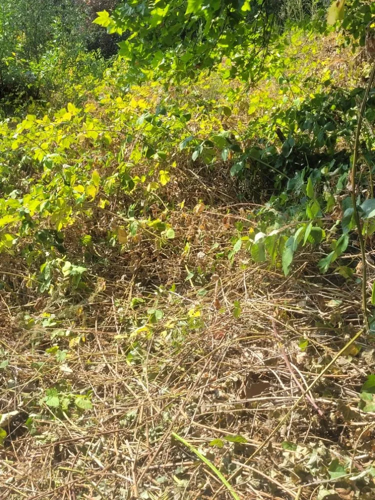 Top-rated lawn care service for homes across Vancouver, WA - Chores