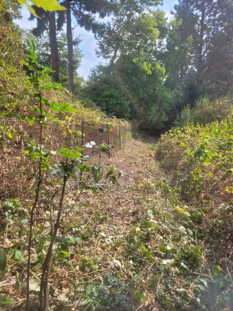 Trusted garden landscaping in Vancouver, WA by Chores