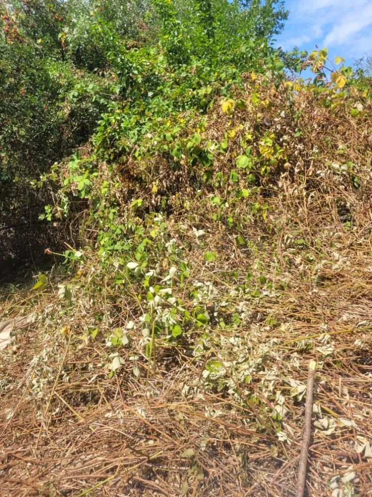 Professional lawn care service experts serving Vancouver, WA - Chores