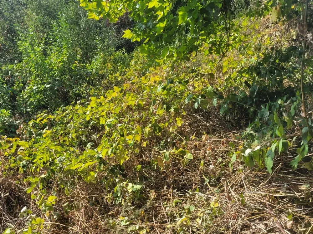 Local yard maintenance experts serving Vancouver, WA - Chores