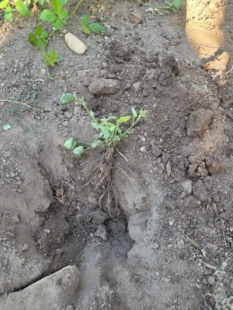 Reliable landscape installation for outdoor upgrades across Vancouver, WA - Chores