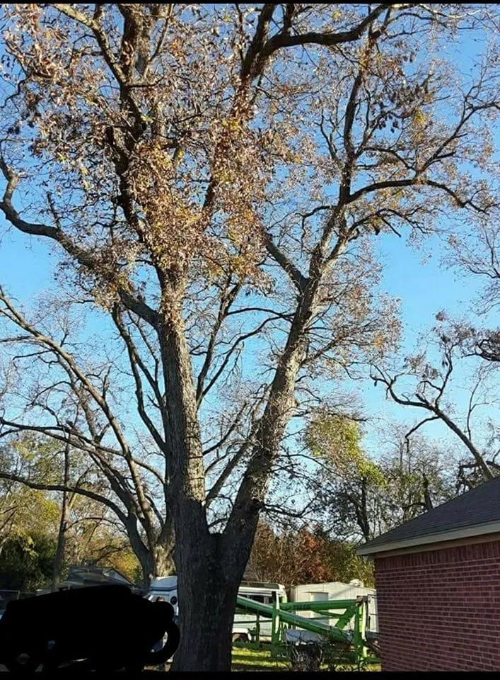 Professional lawn mowing service for outdoor upgrades in Robinson, TX by Chosen Lawn & Tree Service