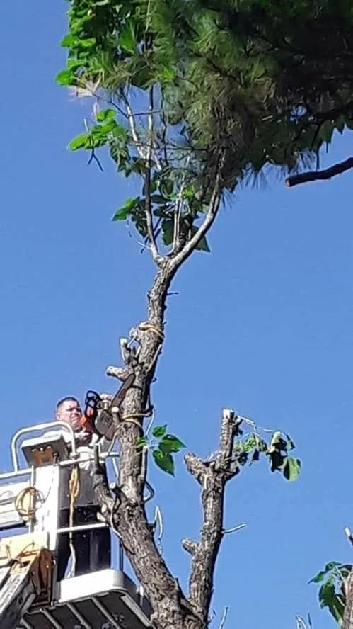 Trusted landscape design in Robinson, TX - Chosen Lawn & Tree Service