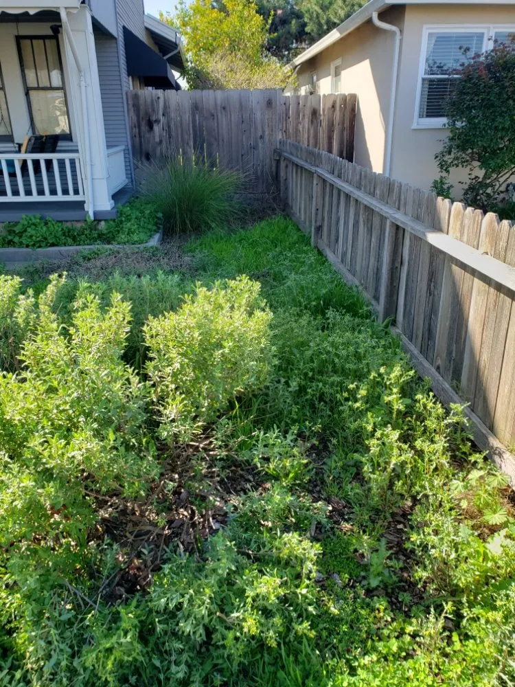 Reliable residential landscaping for homes in Stockton, CA by Chris & Tony's Lawntastic Service