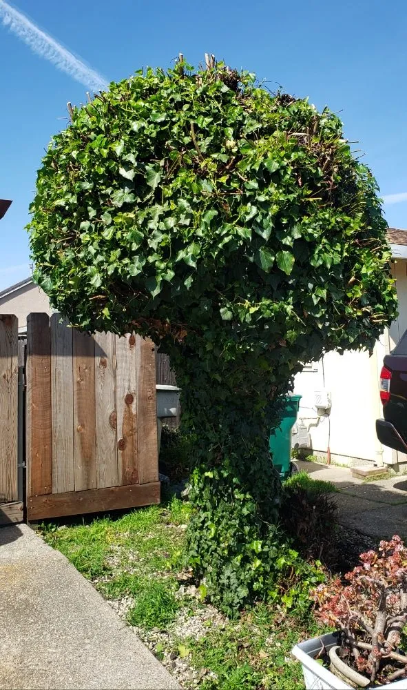 Custom yard maintenance in Stockton, CA by Chris & Tony's Lawntastic Service