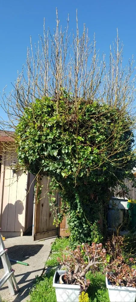 Affordable garden landscaping experts serving Stockton, CA - Chris & Tony's Lawntastic Service