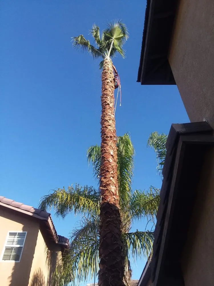 Top-rated landscape design experts serving Winchester, CA - Chris and Frank Landscaping and Construction