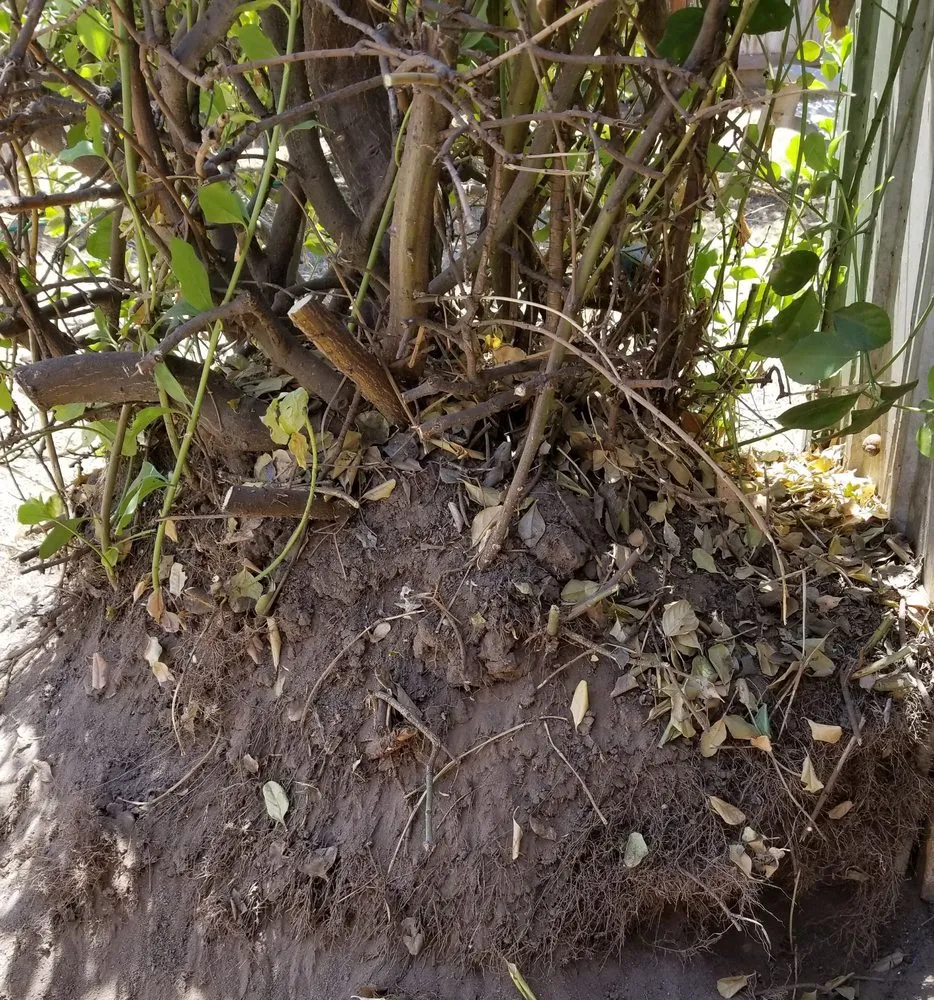 Local yard cleanup service in Lathrop, CA - Chris Care