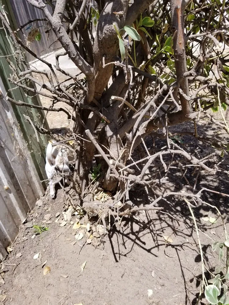 Reliable outdoor landscaping in Lathrop, CA by Chris Care