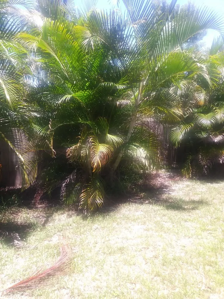Expert landscape installation in Vero Beach, FL by Chris Dobeck's lawns & landscaping