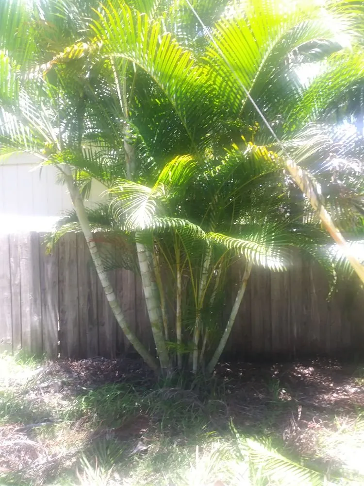 Reliable landscape installation for year-round maintenance in Vero Beach, FL by Chris Dobeck's lawns & landscaping