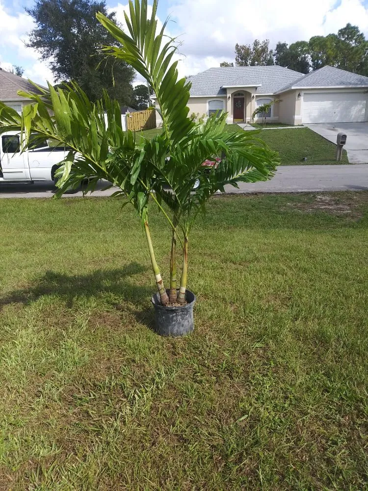 Professional residential landscaping for residential properties across Vero Beach, FL - Chris Dobeck's lawns & landscaping
