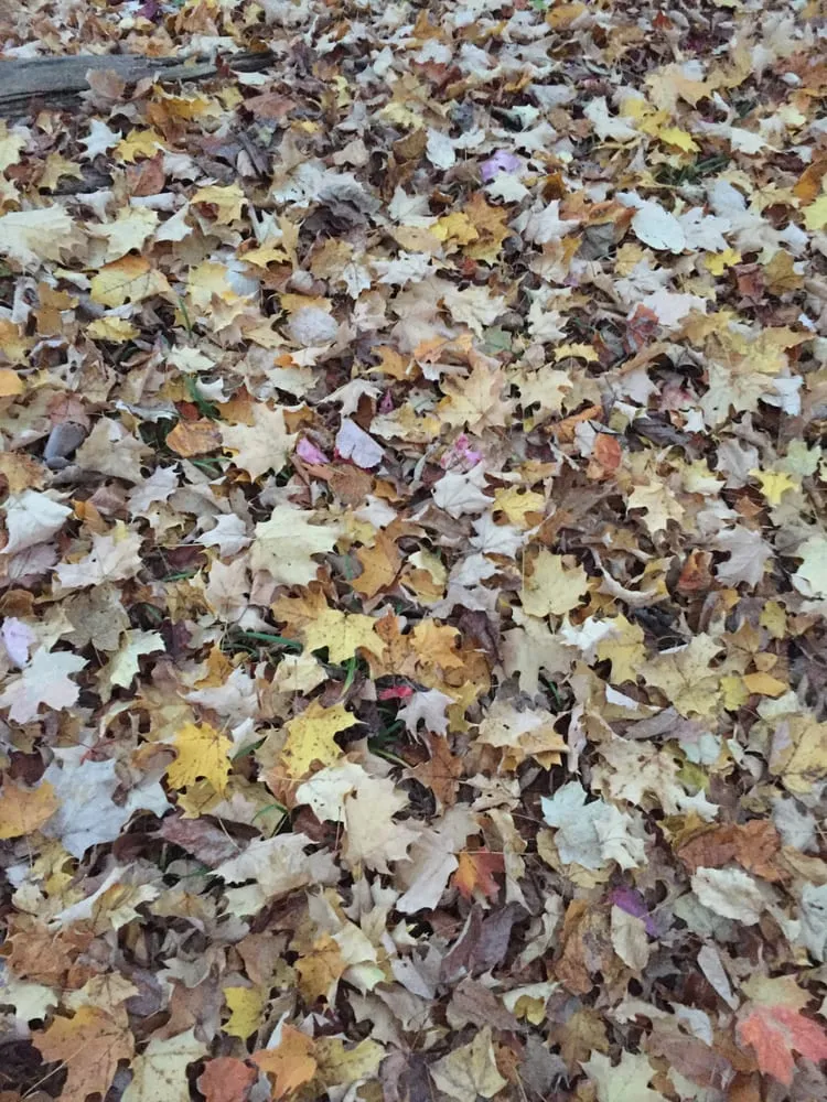 Affordable landscaping services in Waldwick, NJ by Chris James Landscaping