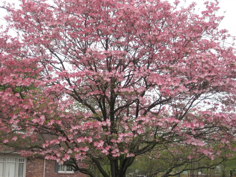 Affordable yard cleanup service near you across Waldwick, NJ - Chris James Landscaping