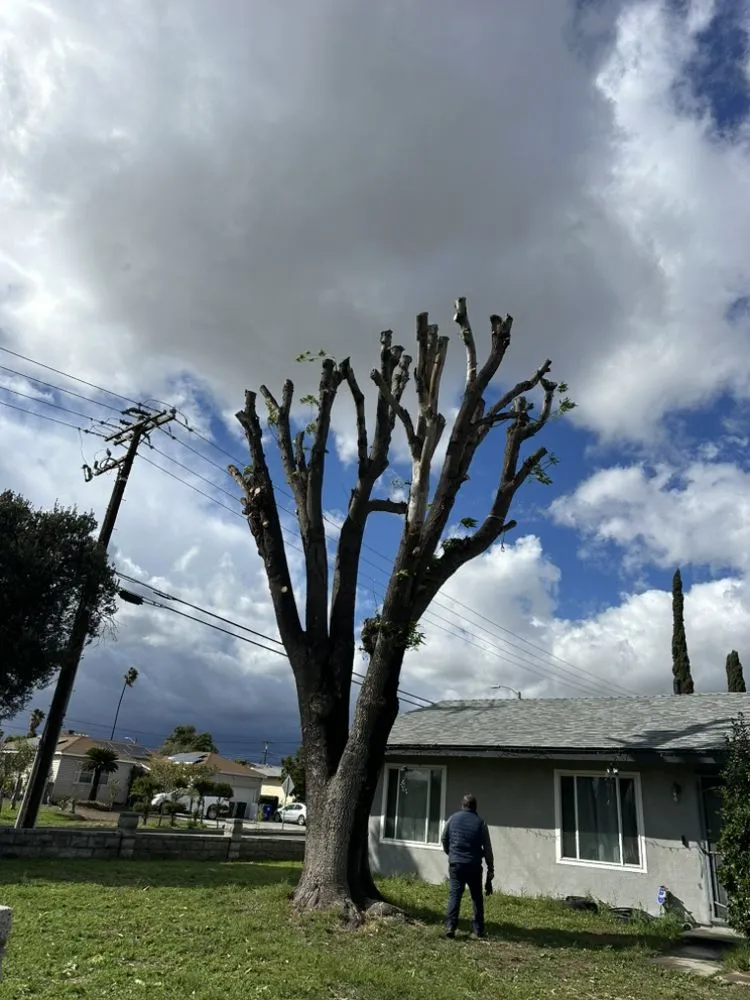 Professional landscaping services in Ontario, CA - Chris Landscaping