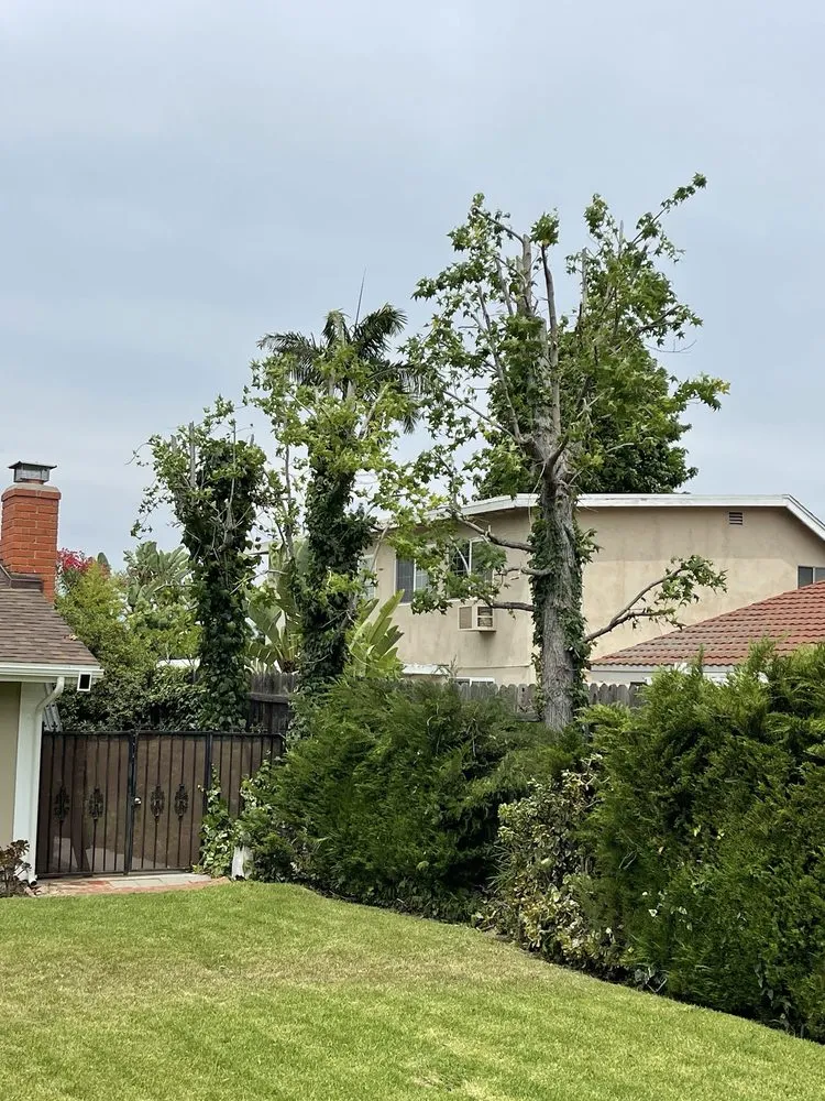 Custom landscape design for outdoor upgrades across Ontario, CA - Chris Landscaping