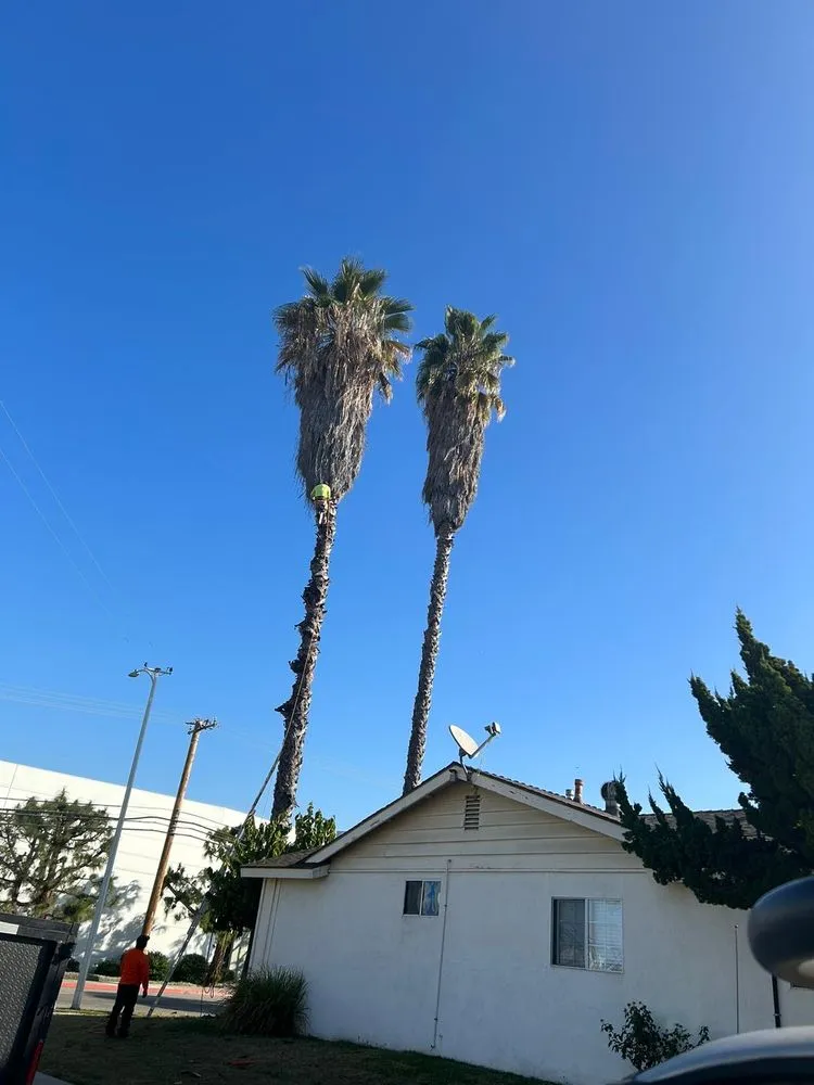 Affordable lawn care service in Ontario, CA by Chris Landscaping