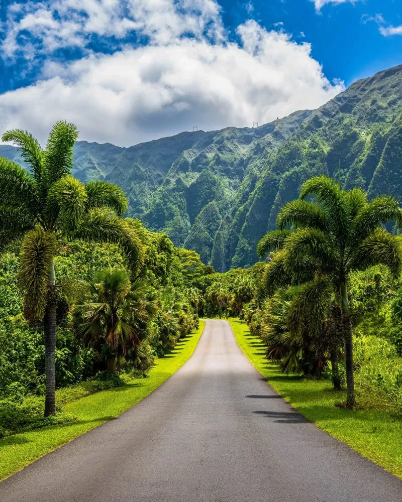 Expert lawn care service in Honolulu, HI by Chris Landscaping Service