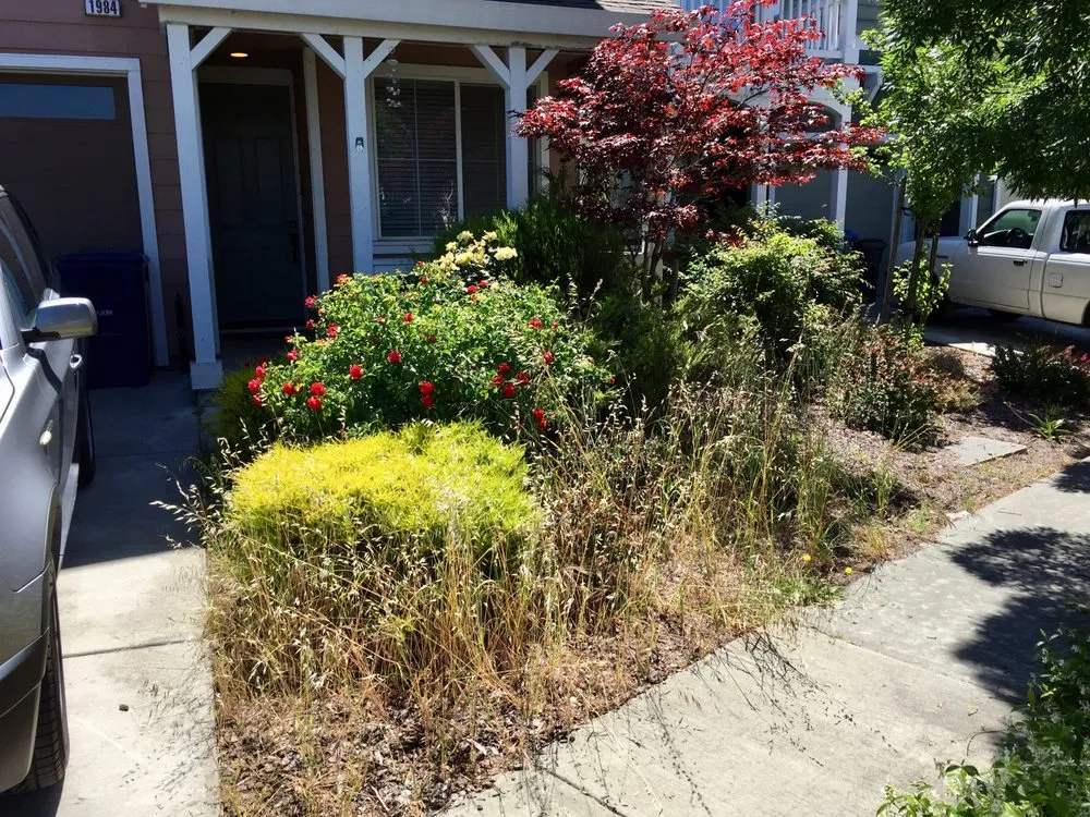 Expert landscaping services for year-round maintenance across Windsor, CA - Chris Maccario Landscape