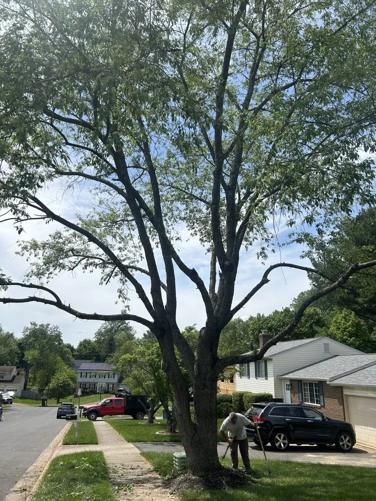 Reliable yard cleanup service for year-round maintenance in Front Royal, VA by Chris Pitkin’s Tree And Landscape