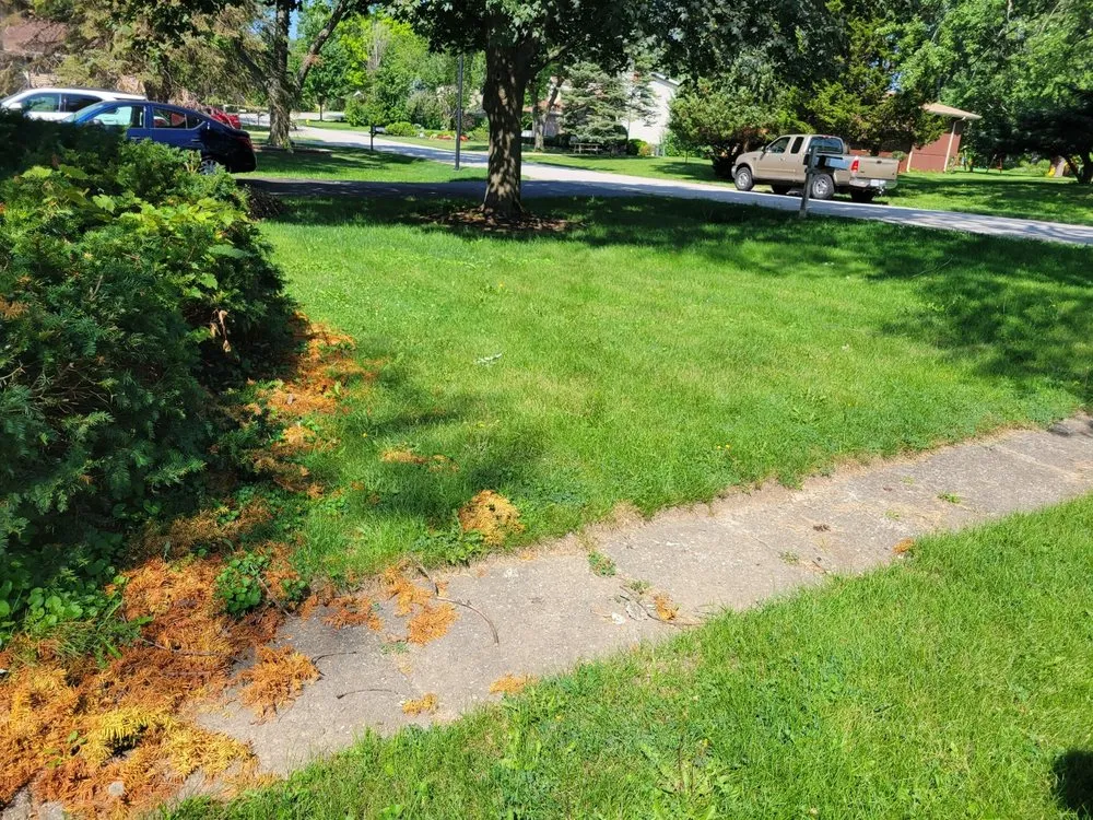 Expert lawn care service in Chicago, IL by Chris Scaping