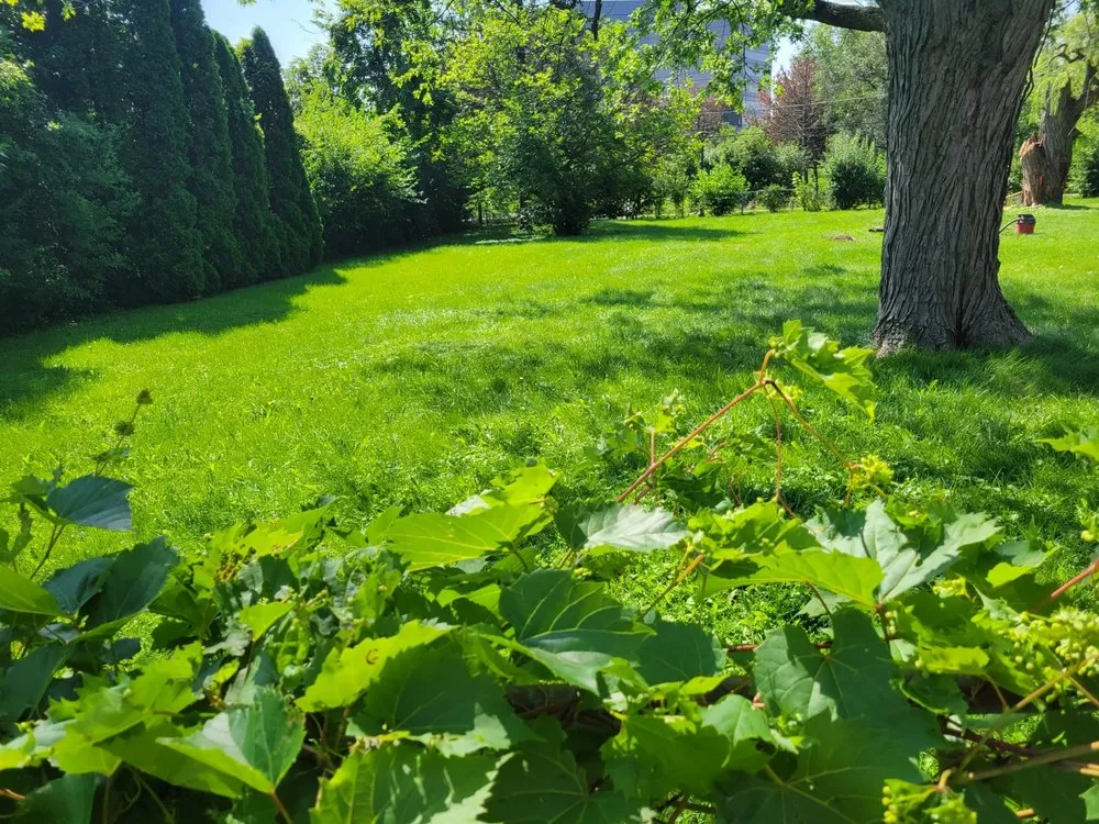 Trusted lawn mowing service in Chicago, IL by Chris Scaping