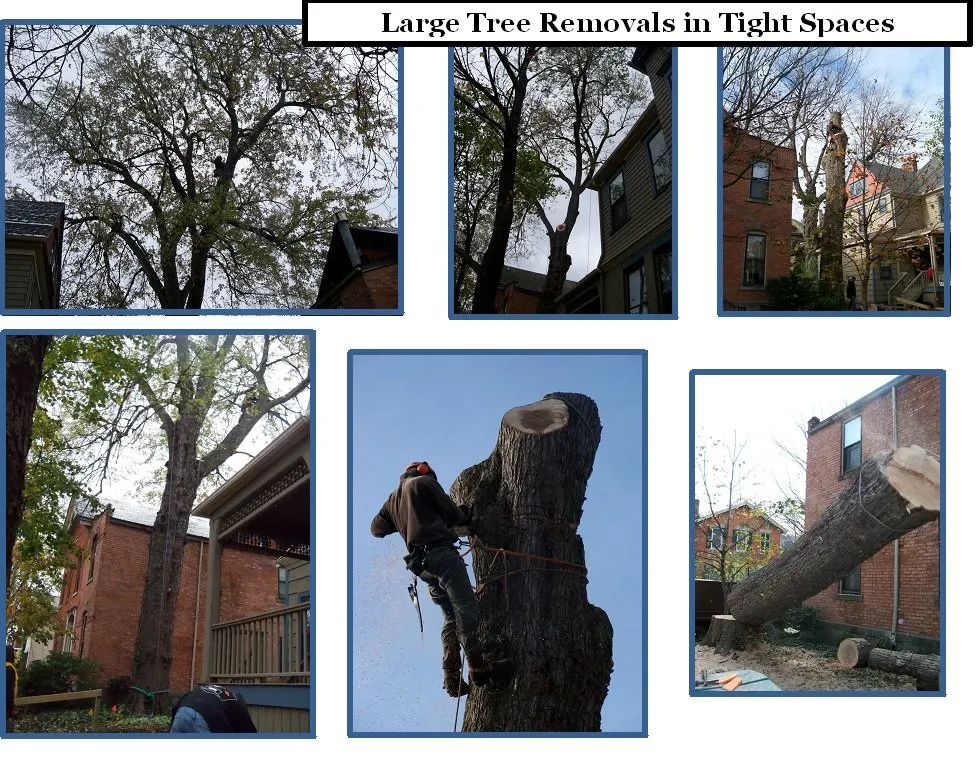 Affordable landscape design experts serving Spencerport, NY - Chris Tree Fir's Tree Care