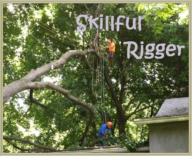 Custom lawn care service experts serving Spencerport, NY - Chris Tree Fir's Tree Care