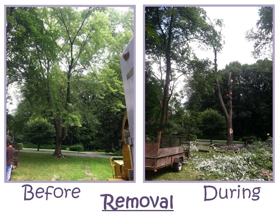 Affordable outdoor landscaping in Spencerport, NY - Chris Tree Fir's Tree Care