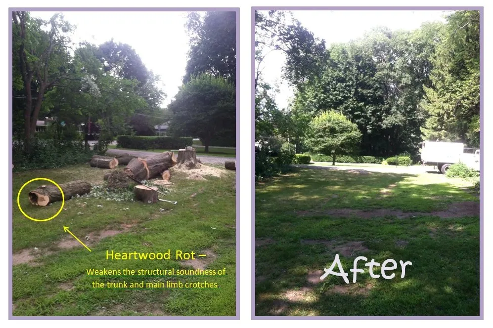 Custom residential landscaping in Spencerport, NY by Chris Tree Fir's Tree Care