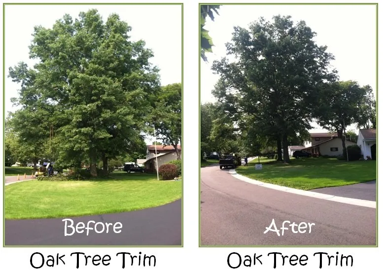 Local outdoor landscaping experts serving Spencerport, NY - Chris Tree Fir's Tree Care