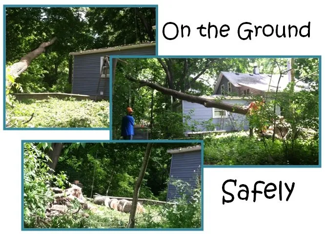 Trusted yard maintenance in Spencerport, NY - Chris Tree Fir's Tree Care